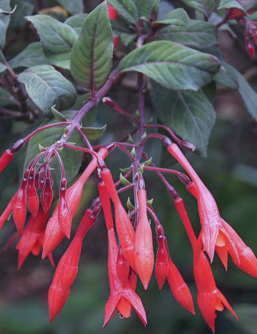 Fuchsia Thalia Pink