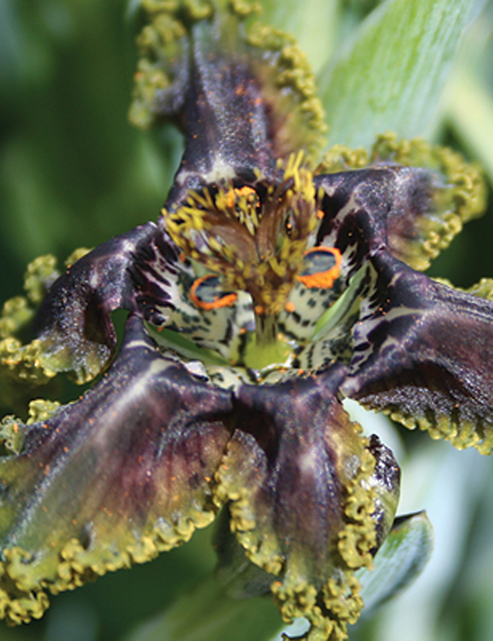 Ferraria Spider Iris