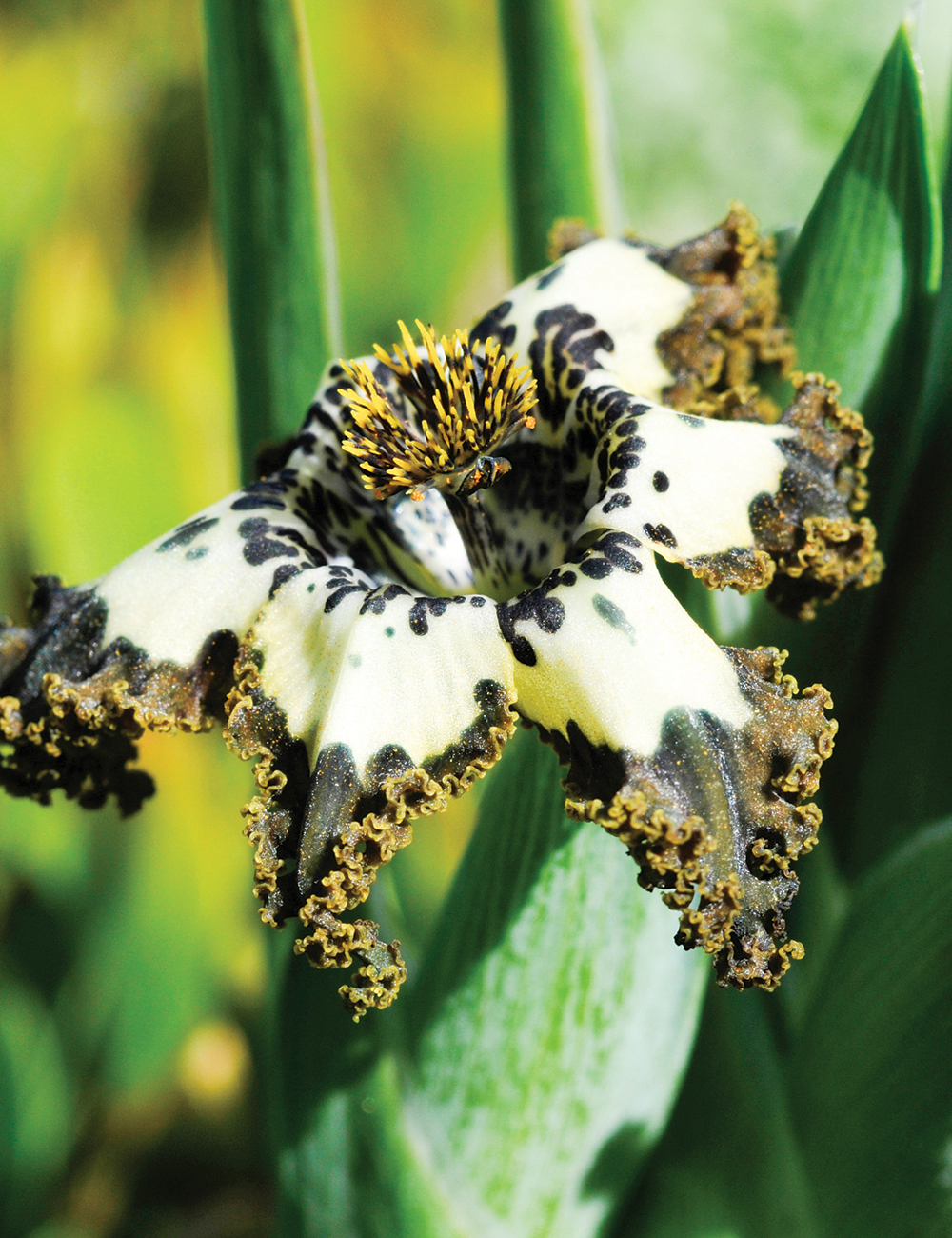 Ferraria Starfish Iris