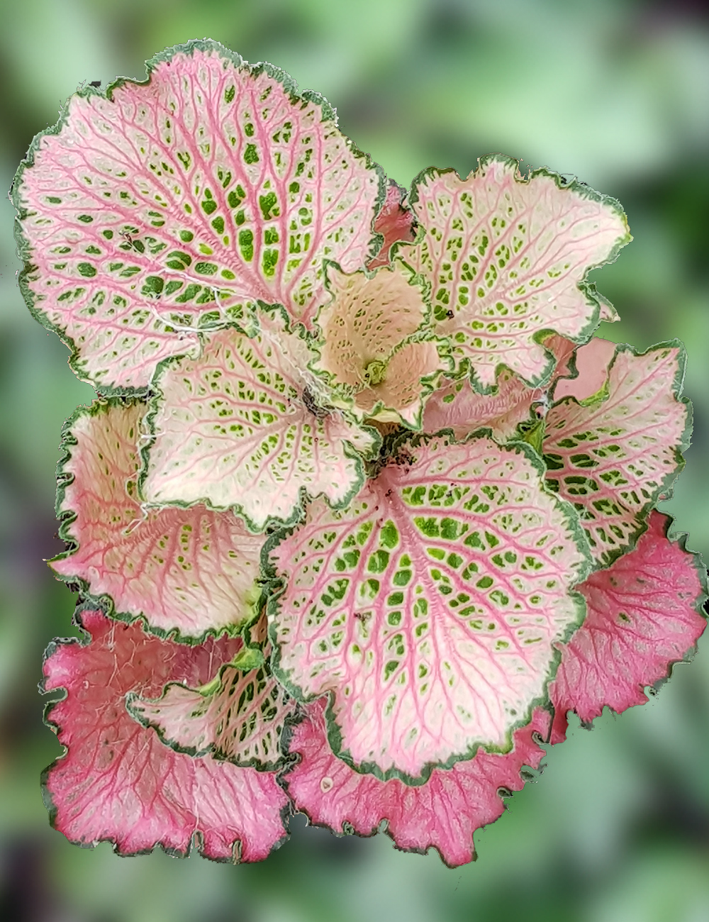 Fittonia Pink Ann