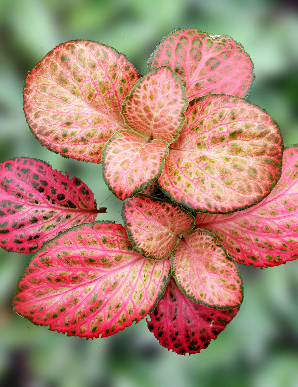Fittonia Red Cloud