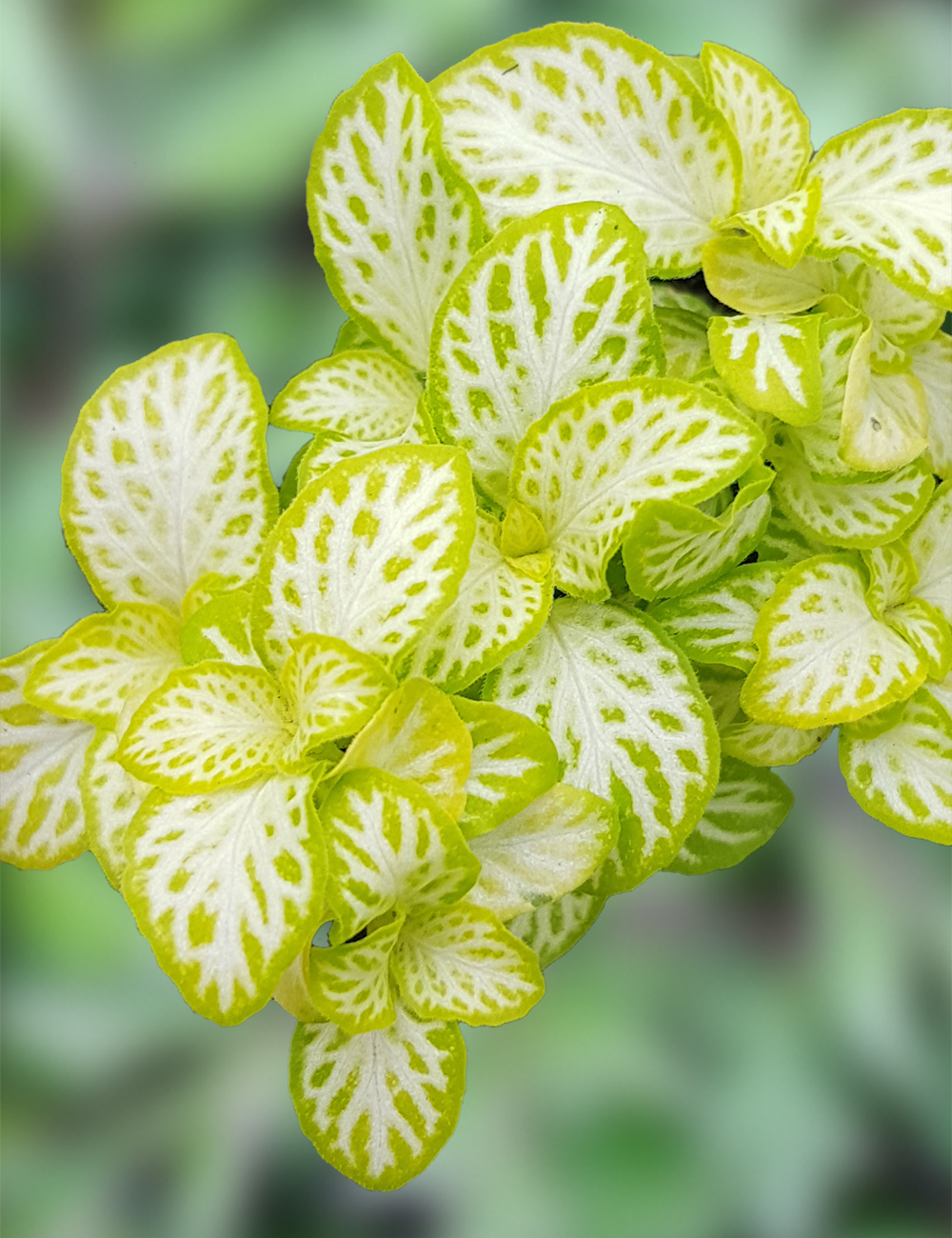 Fittonia White Star