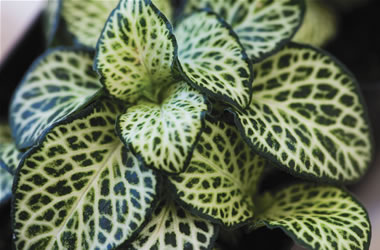 Fittonia Silver Frost