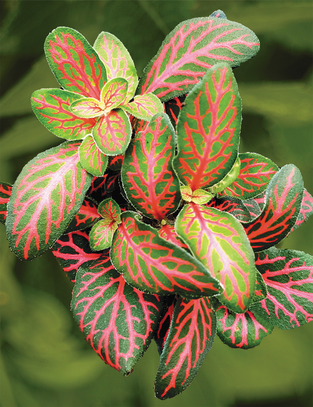 Fittonia Flammule