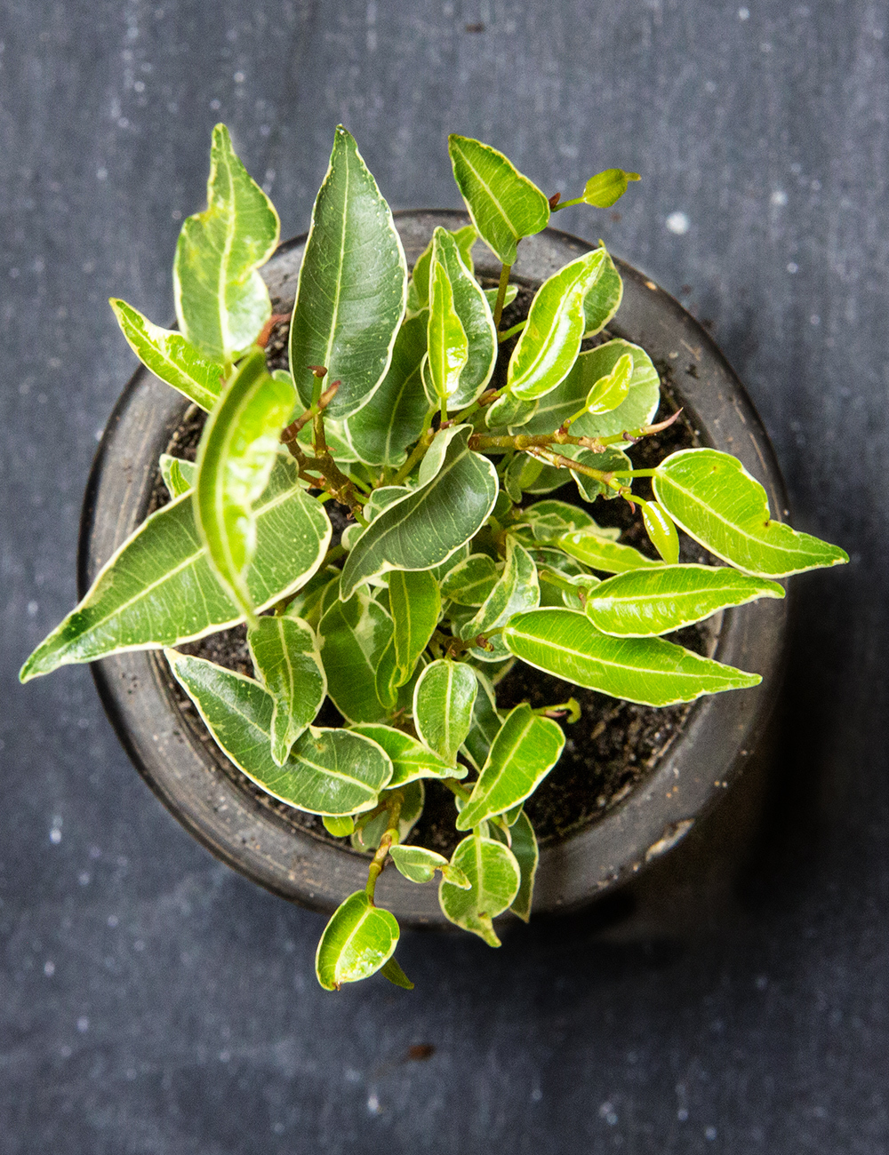 Variegated Weeping Fig