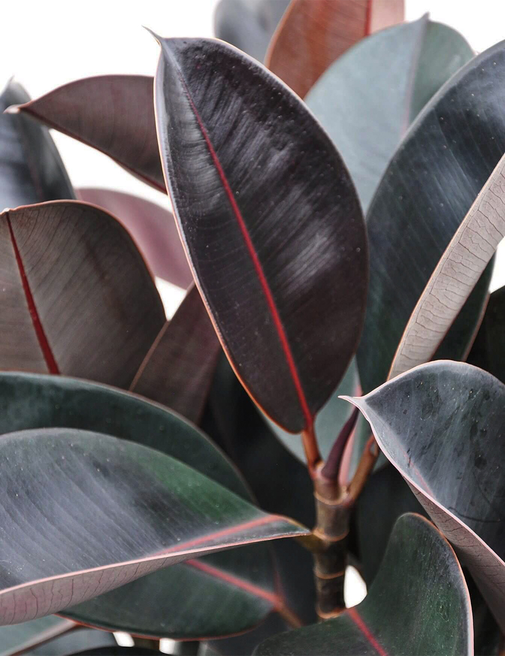 Rubber Plant 'Burgundy' 140mm