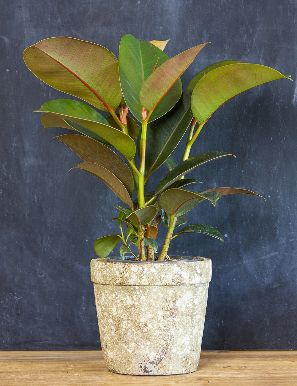 Rubber Plant 'Robusta' 140mm