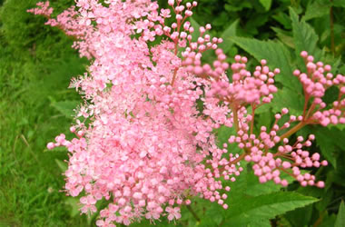 Siberian Meadowsweet