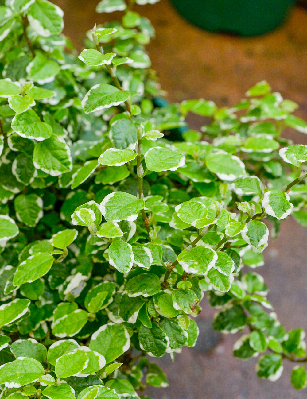 Creeping Fig 'Ice Cap'