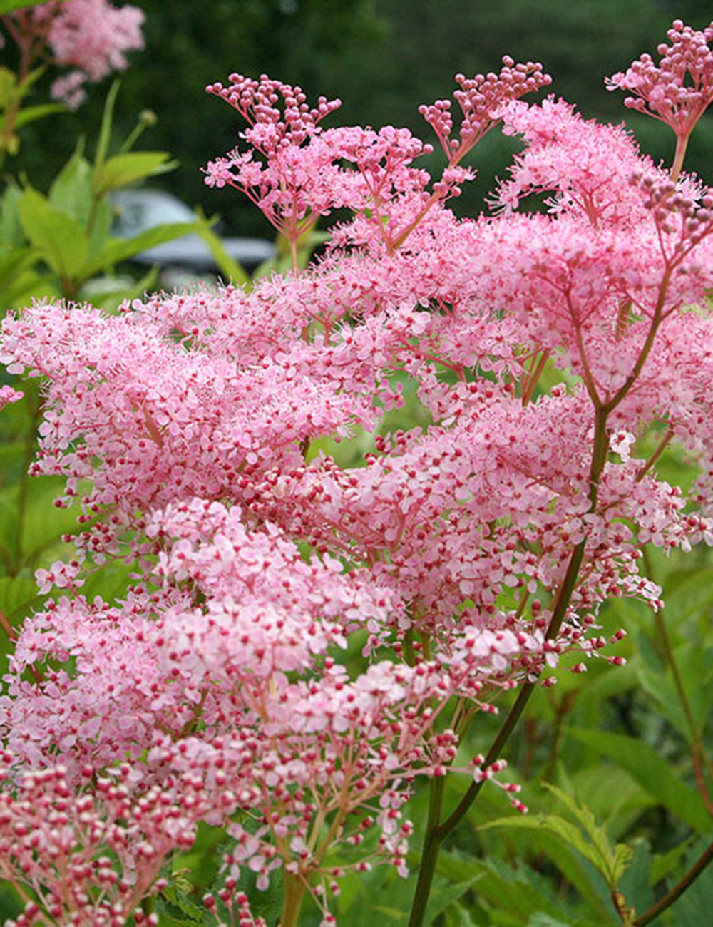 Filipendula Magnifica