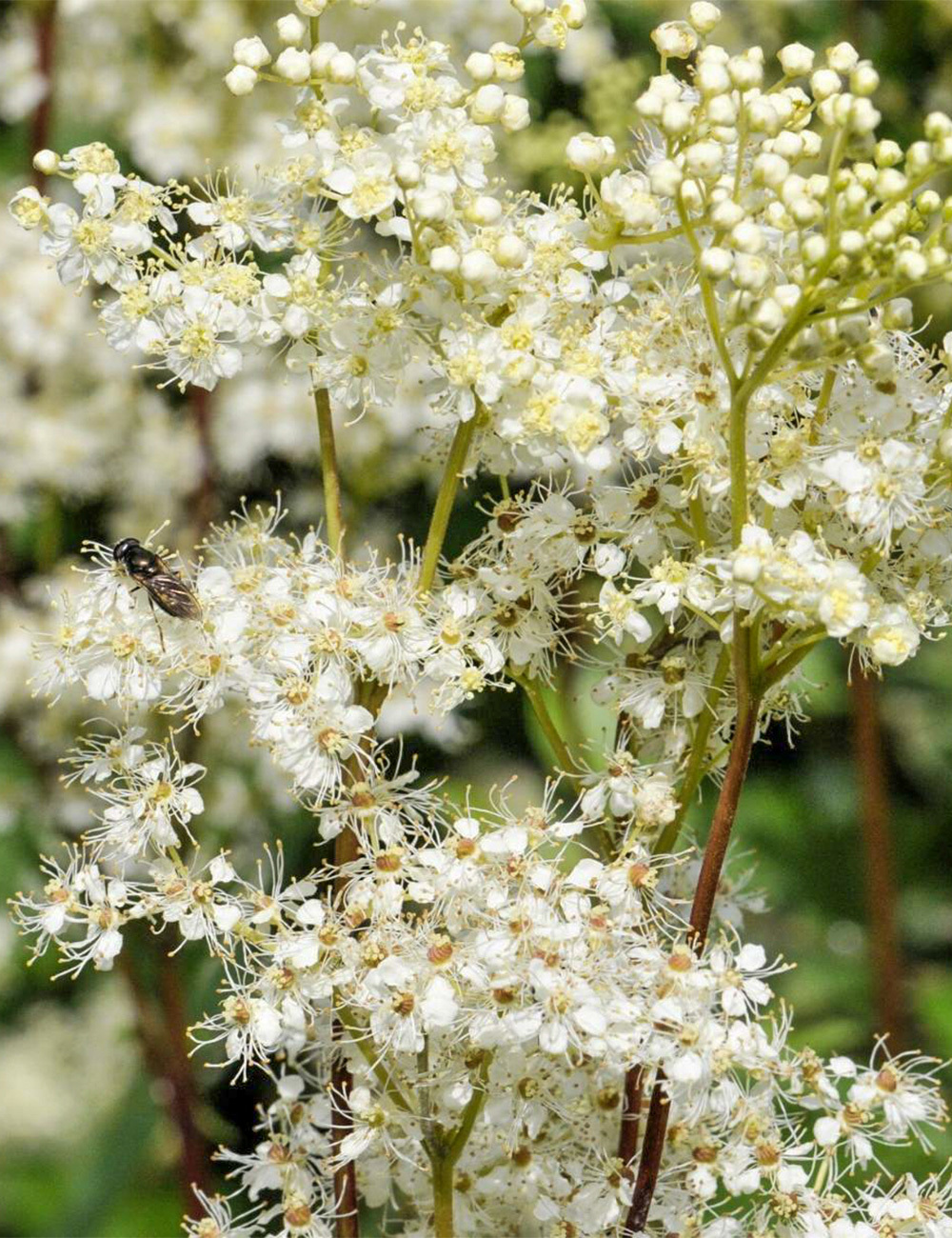 Meadow Sweet