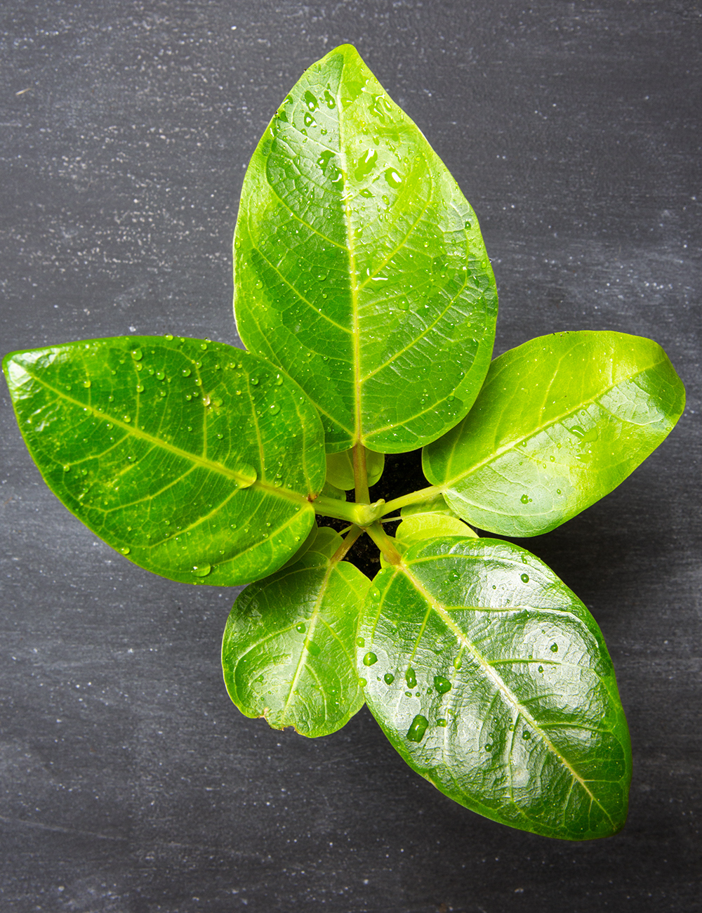 Ficus 'Yellow Gem'