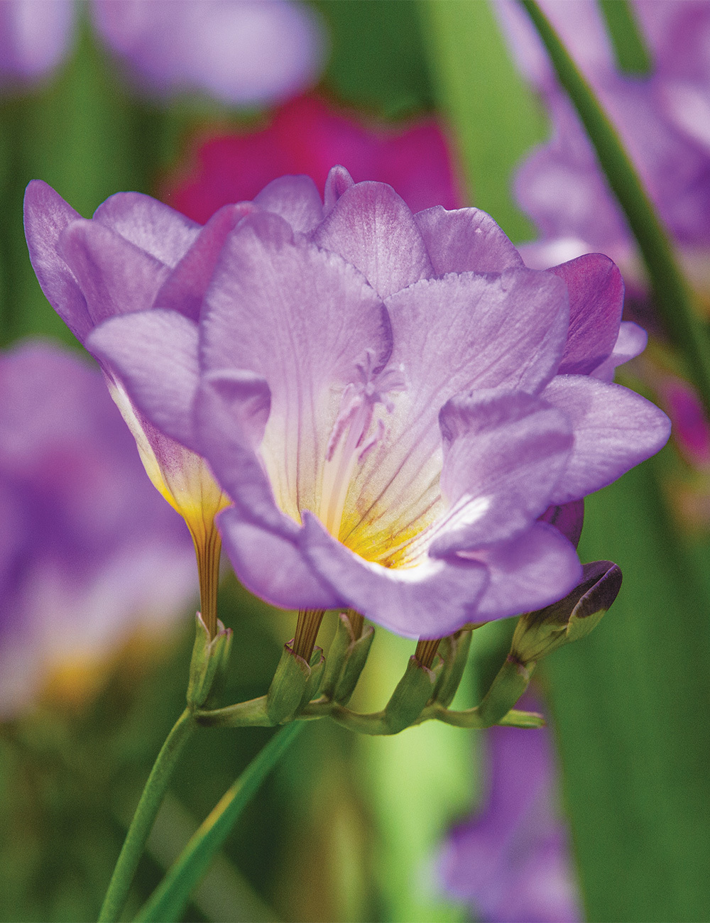 Bergunden Freesia 'Blue River'