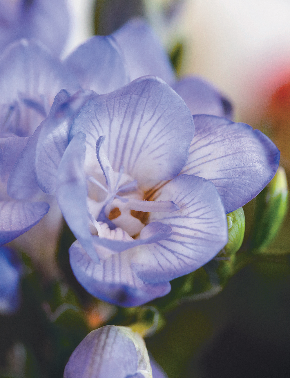 Bergunden Freesias Blue Sky