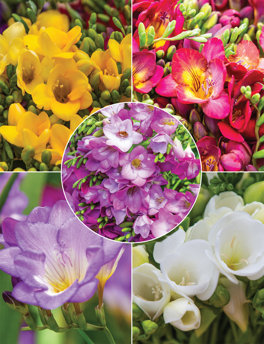 Bergunden Freesias (reduced) Collection