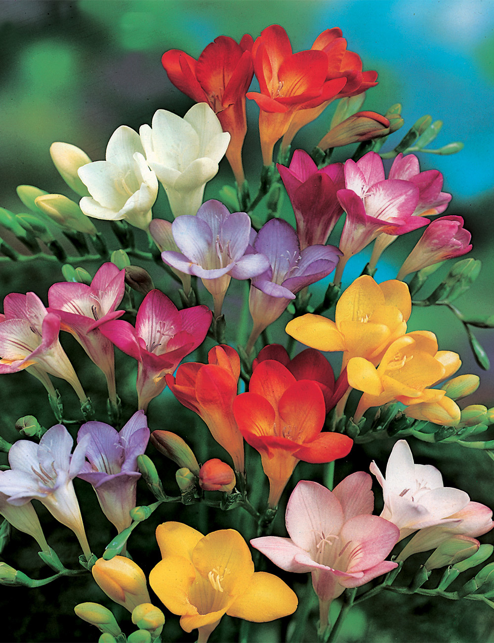 Bergunden Freesias Mixed