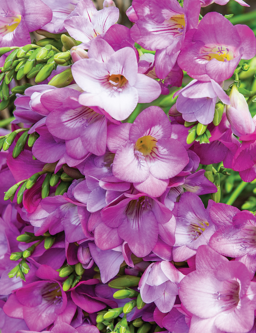 Bergunden Freesia 'Pink Devotion'