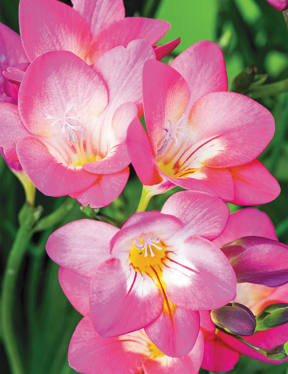 Bergunden Freesia 'Pink River'