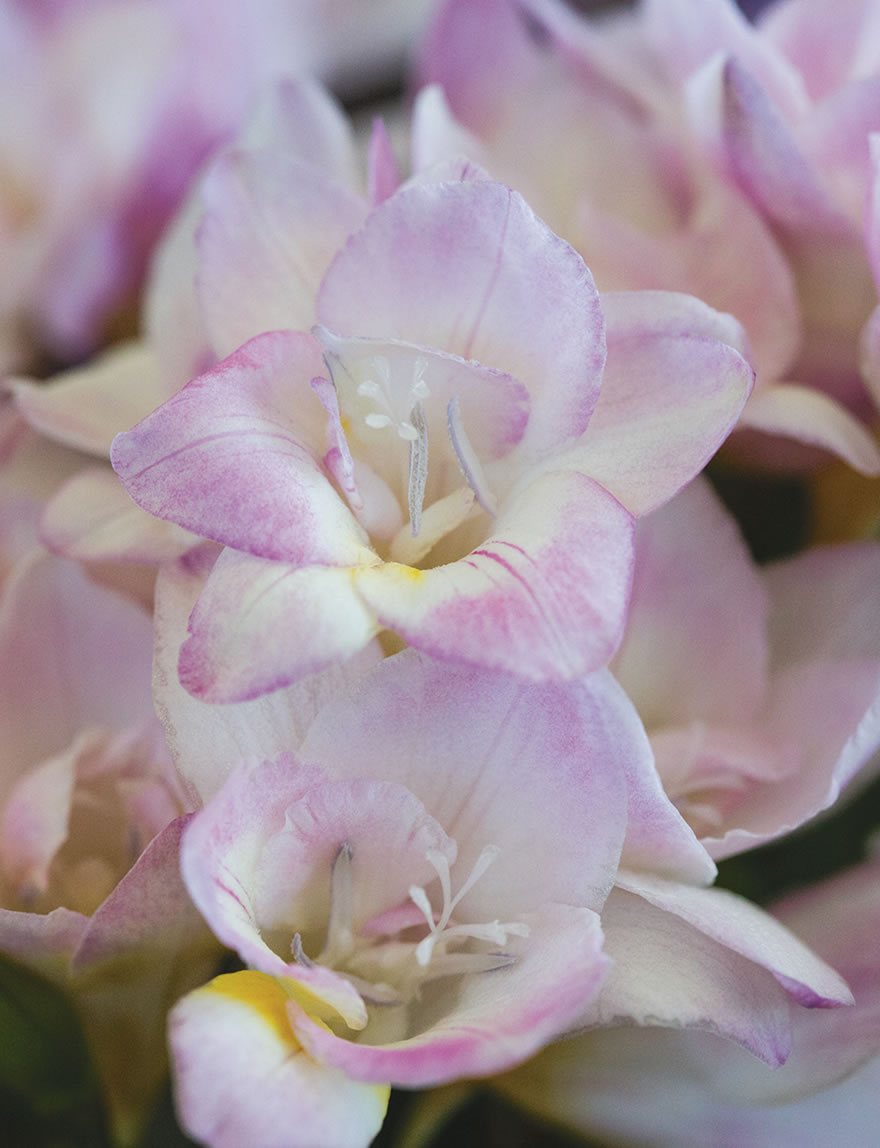 Bergunden Freesias Tahiti