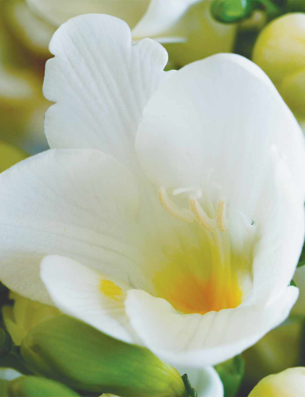 Freesia Burgundens Snow River