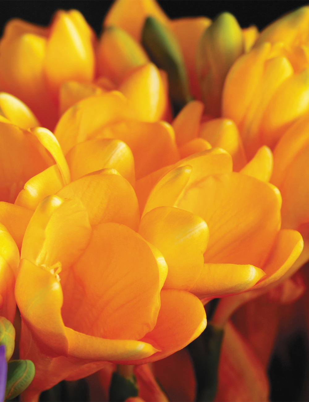 Bergunden Freesia 'Gold River'