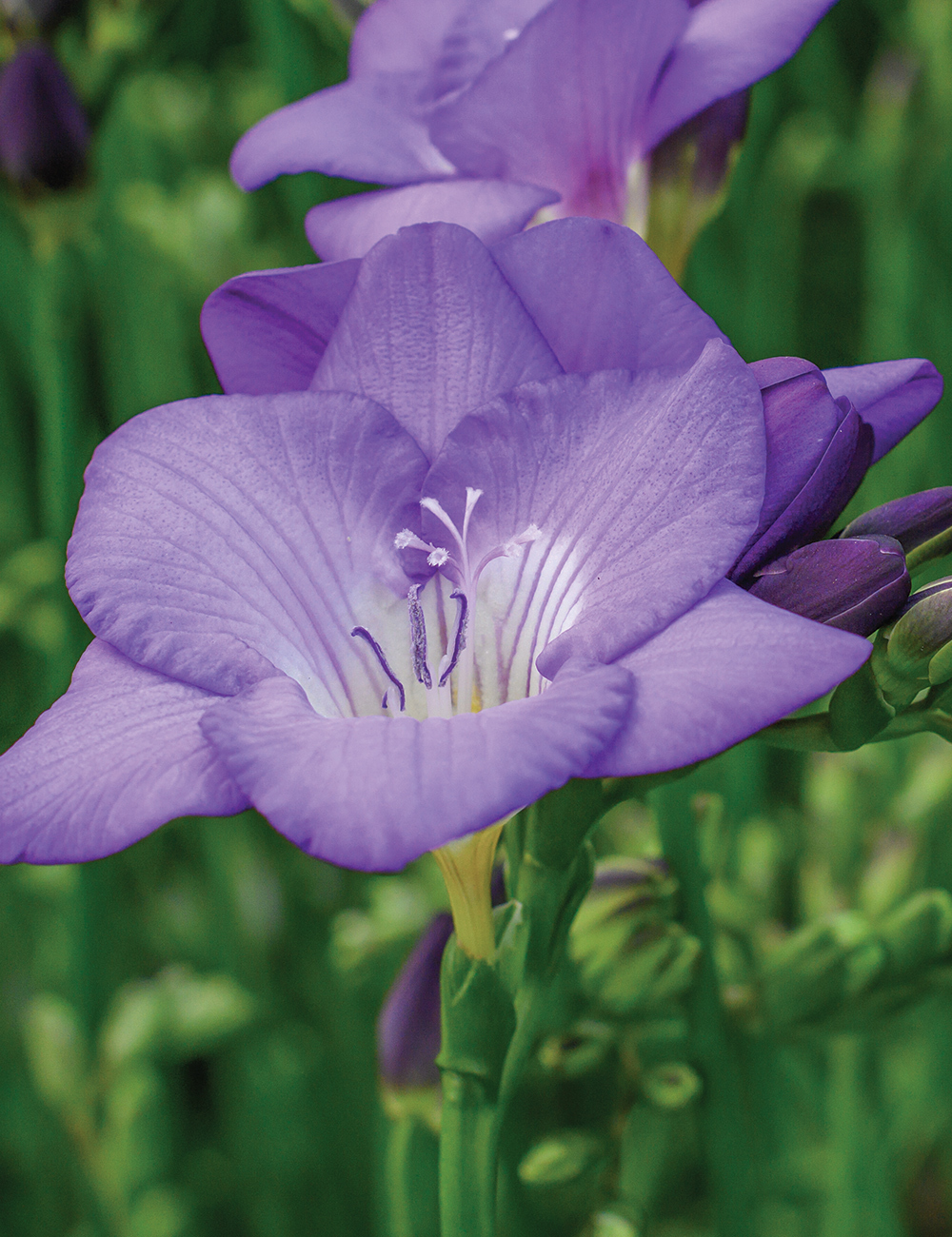 Bedding Freesia 'Blue'