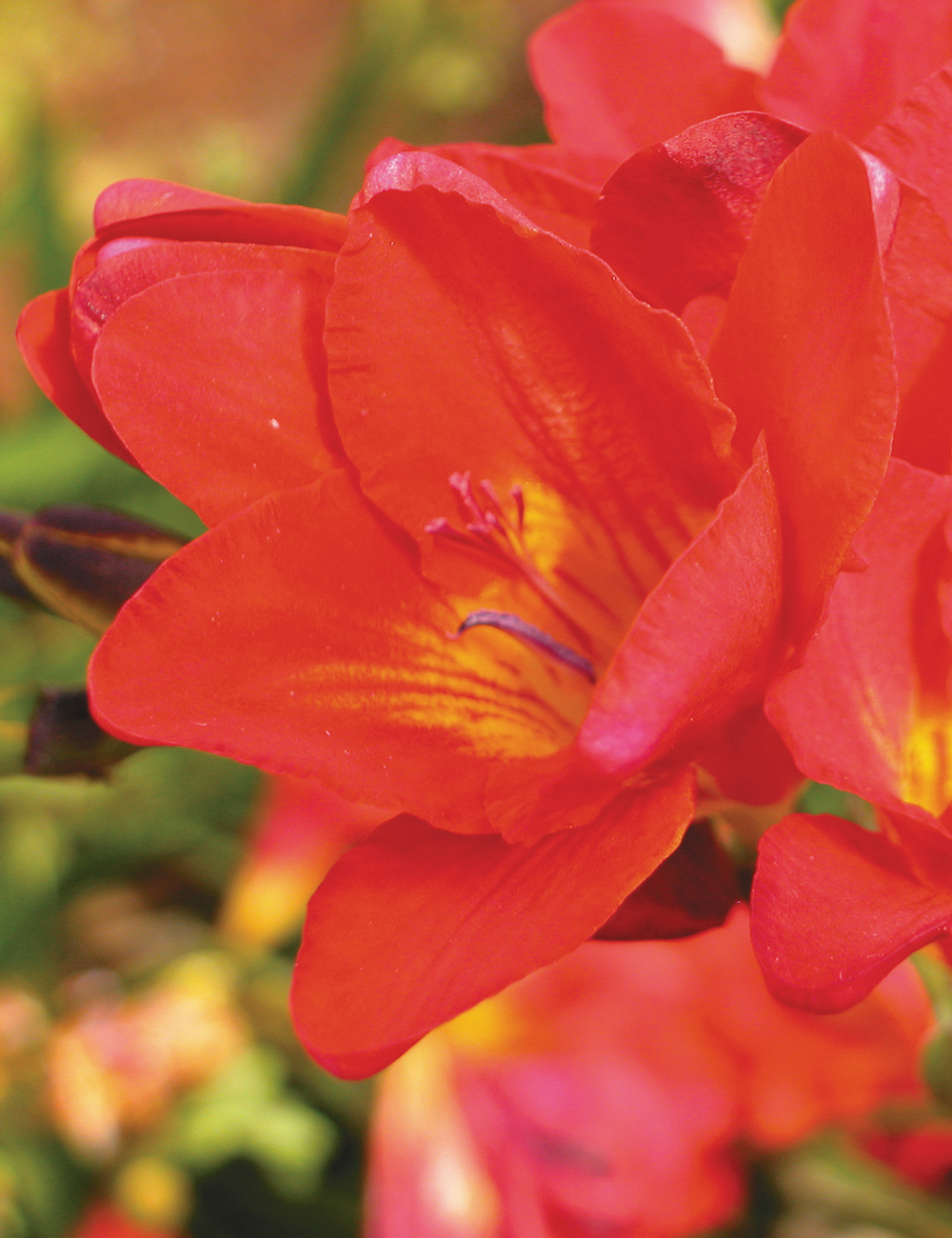 Bedding Freesia 'Red'