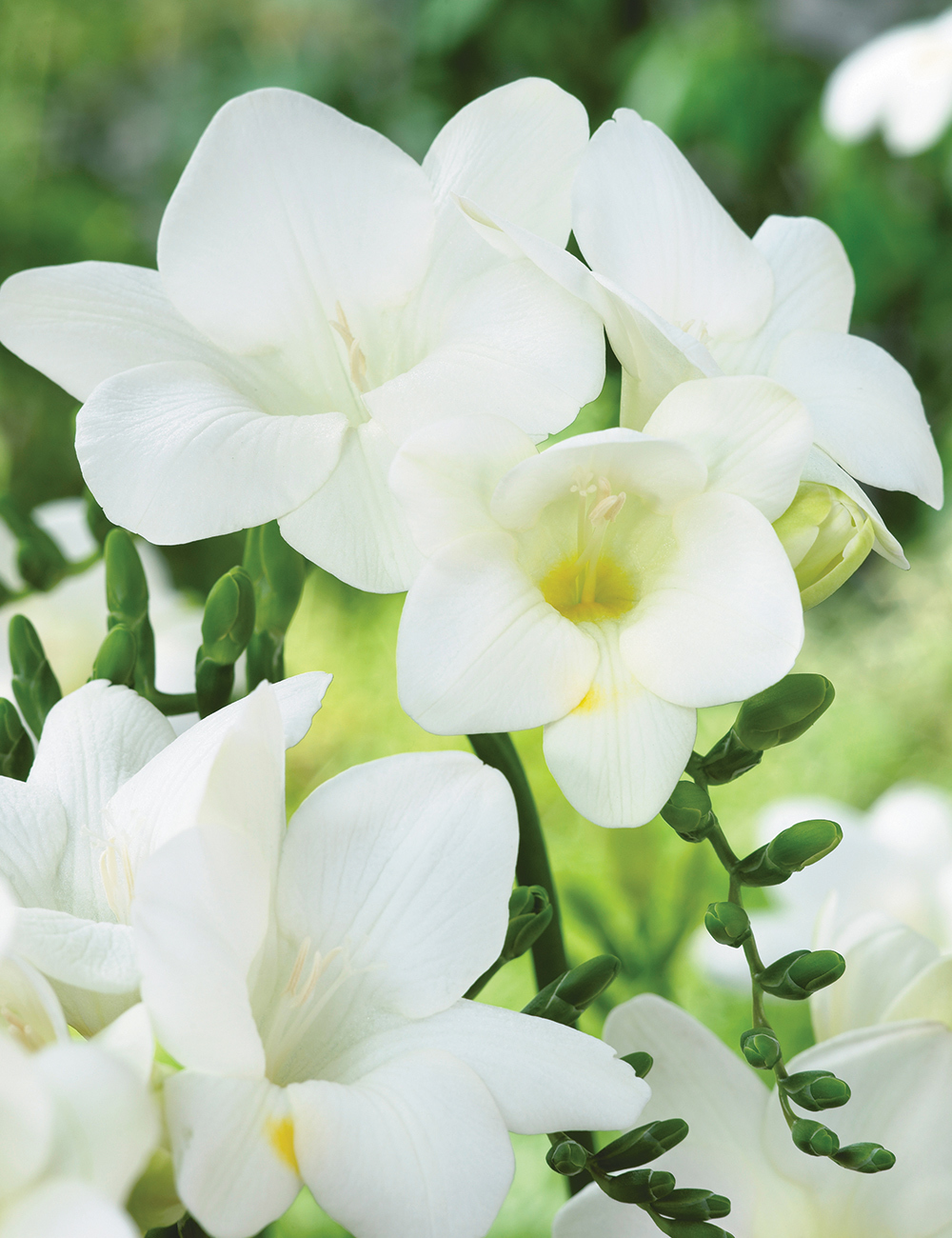 Bedding Freesia 'White'