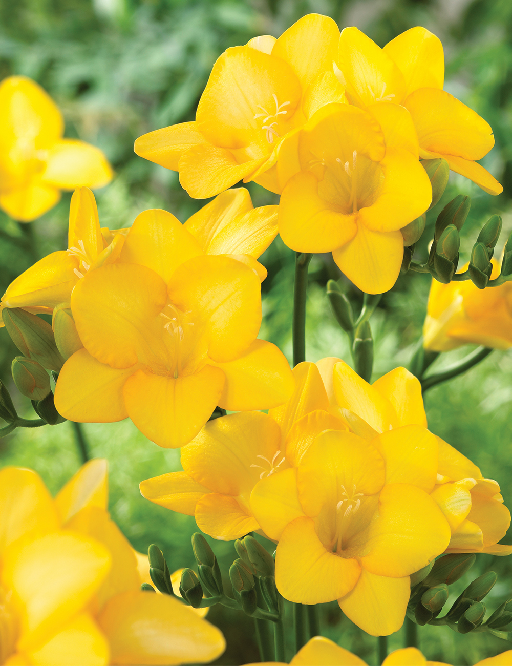 Bedding Freesia 'Yellow'