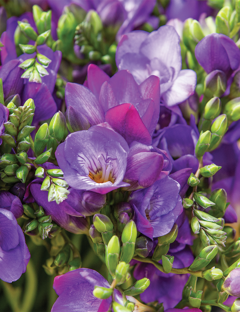 Fantasia Freesia 'Blue Bayou'