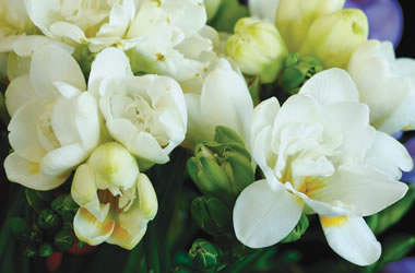 Fantasia Freesias Double White