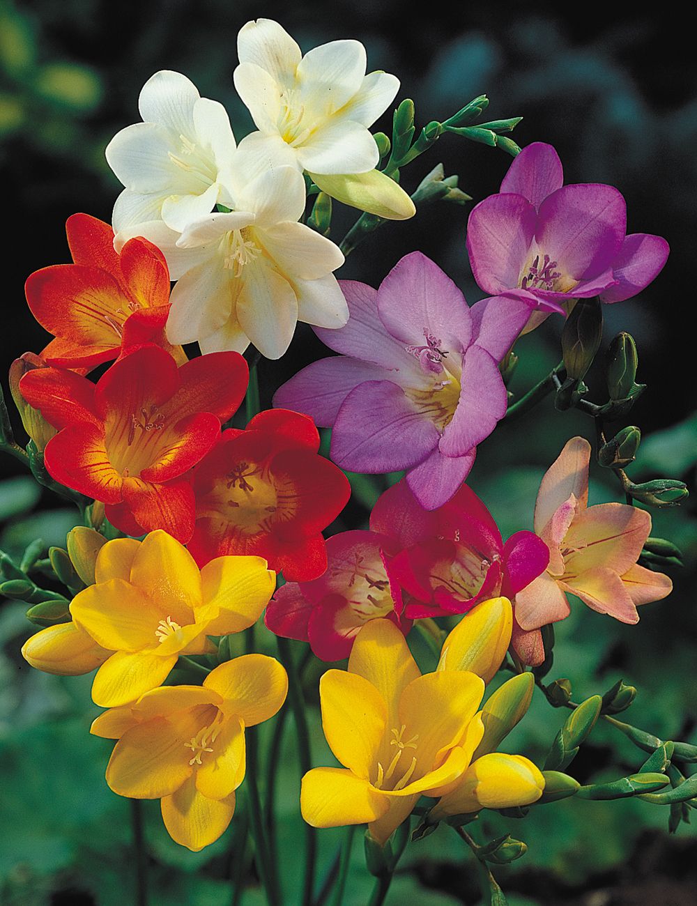 Massing Freesias Mixed