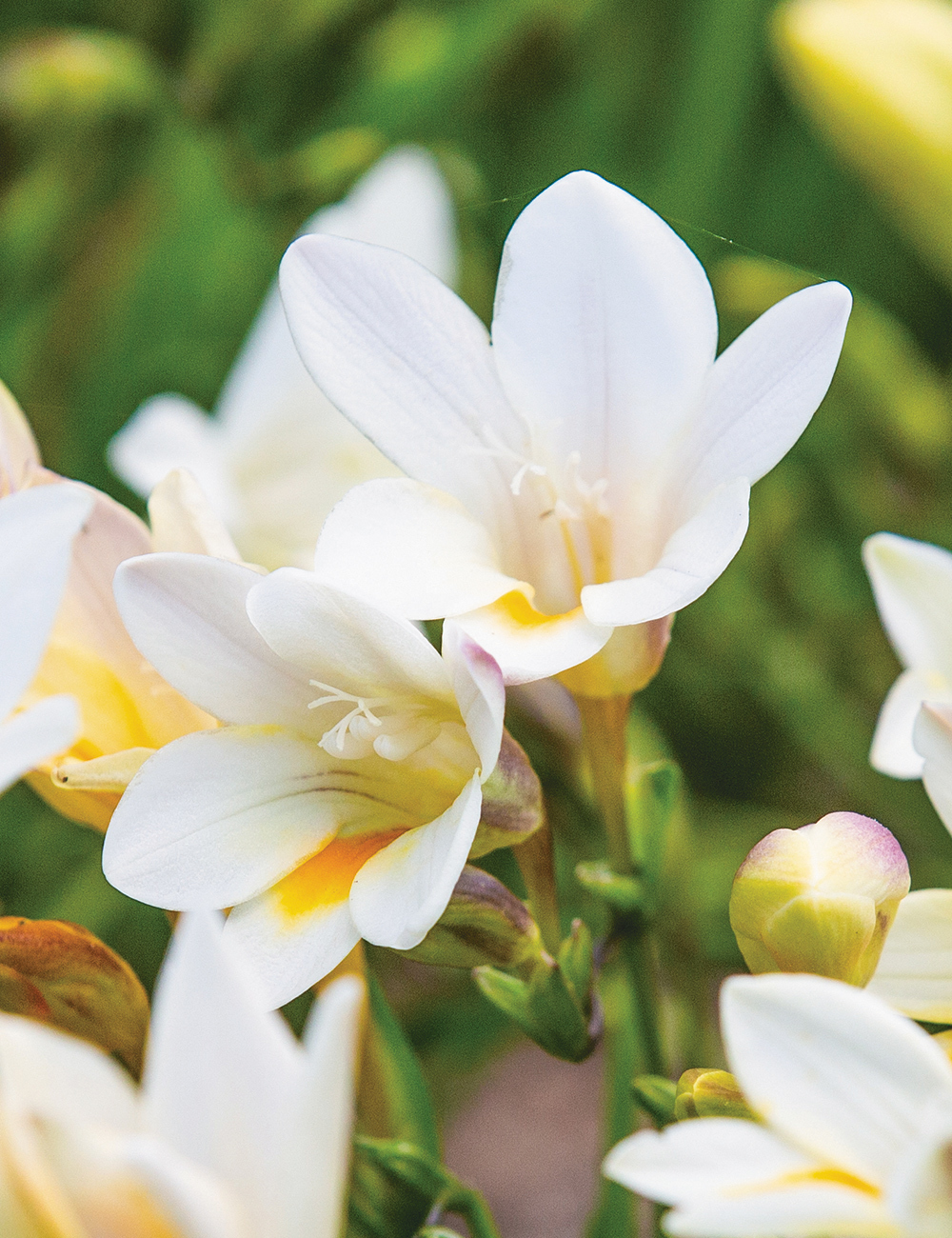 Grandma's Freesias Alba