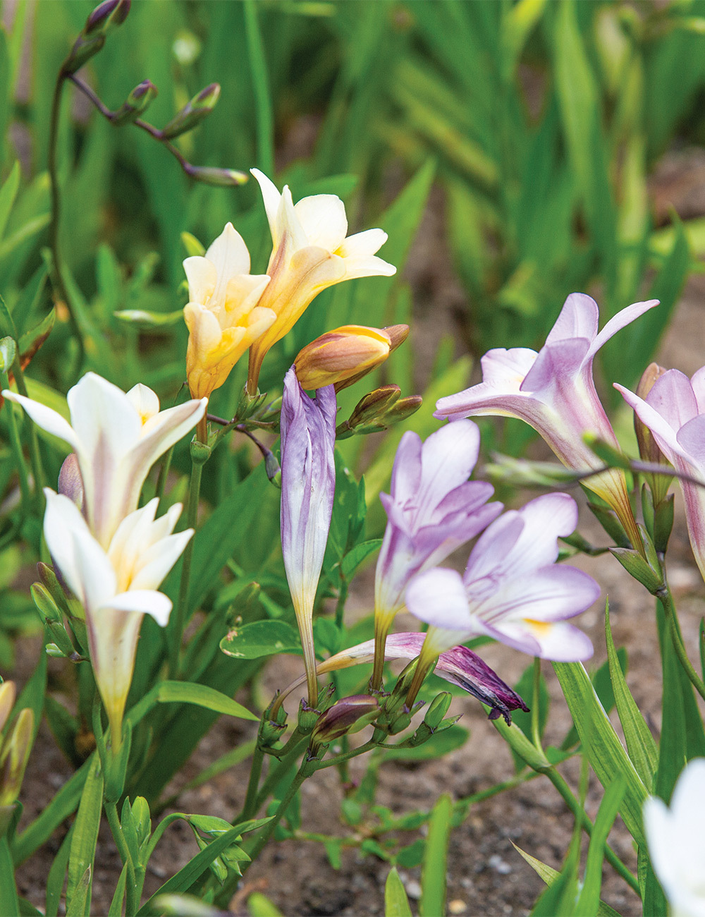 Grandma's Freesias Mixed