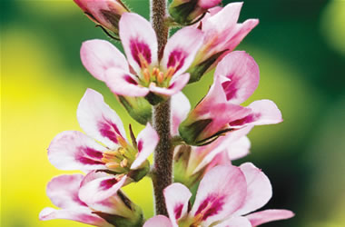 Francoa Pink Giant