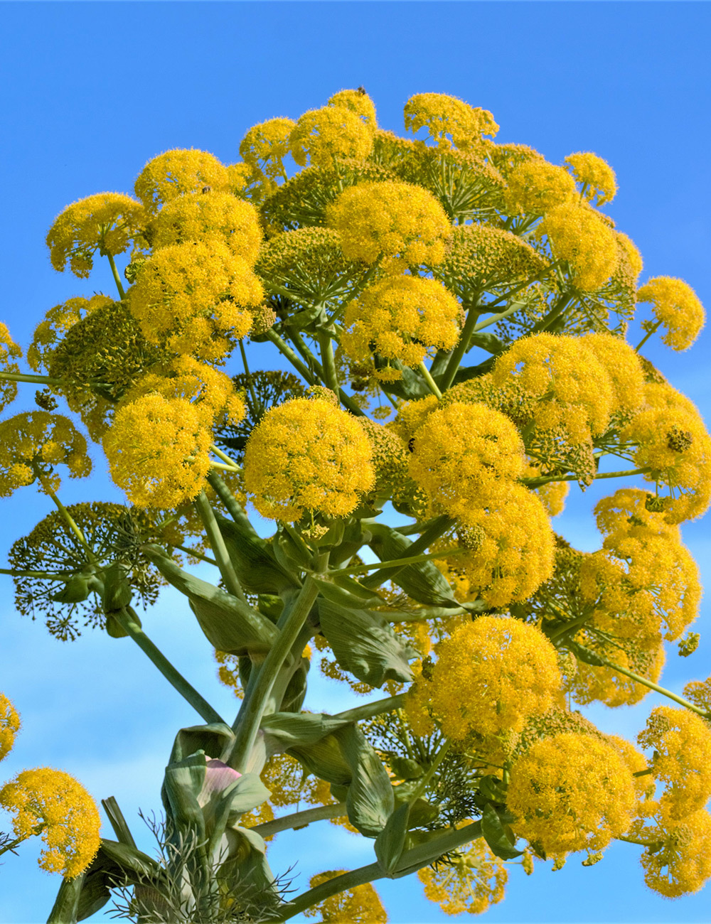 Giant Tangier Fennel