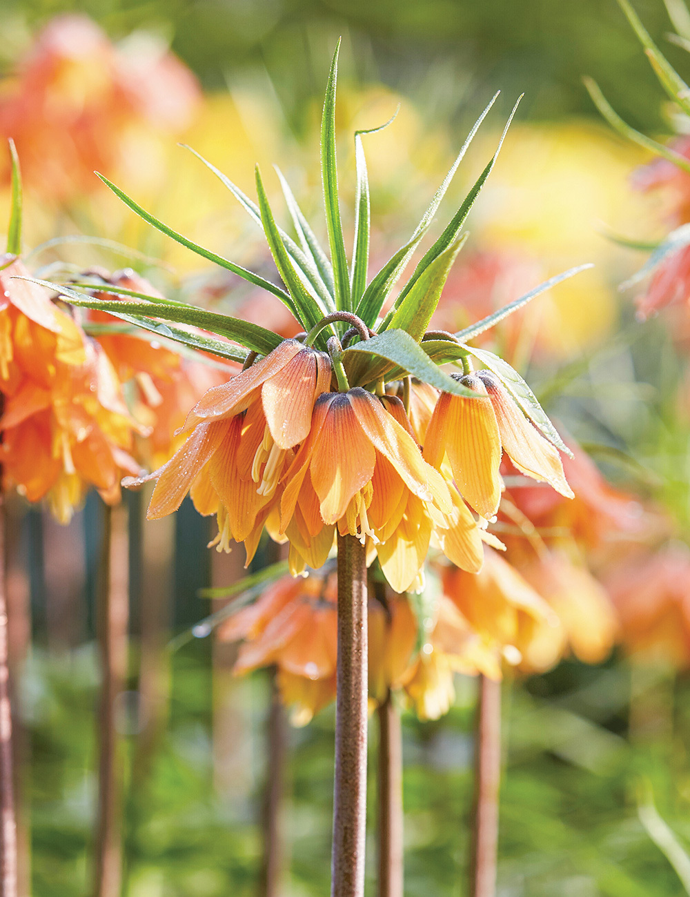 Imperial Fritillaria