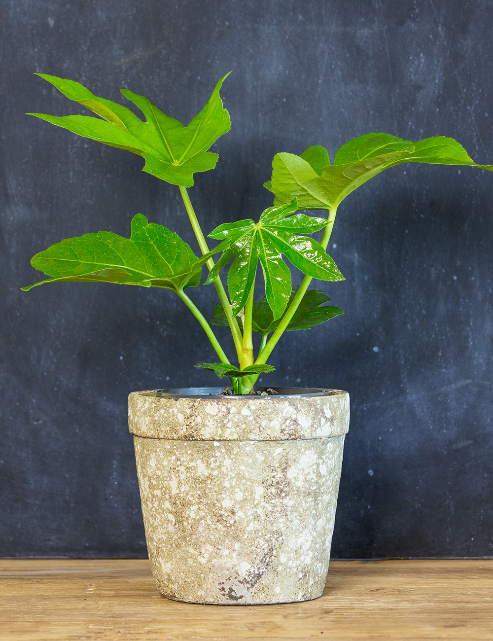 Fatsia Japanese Aralia