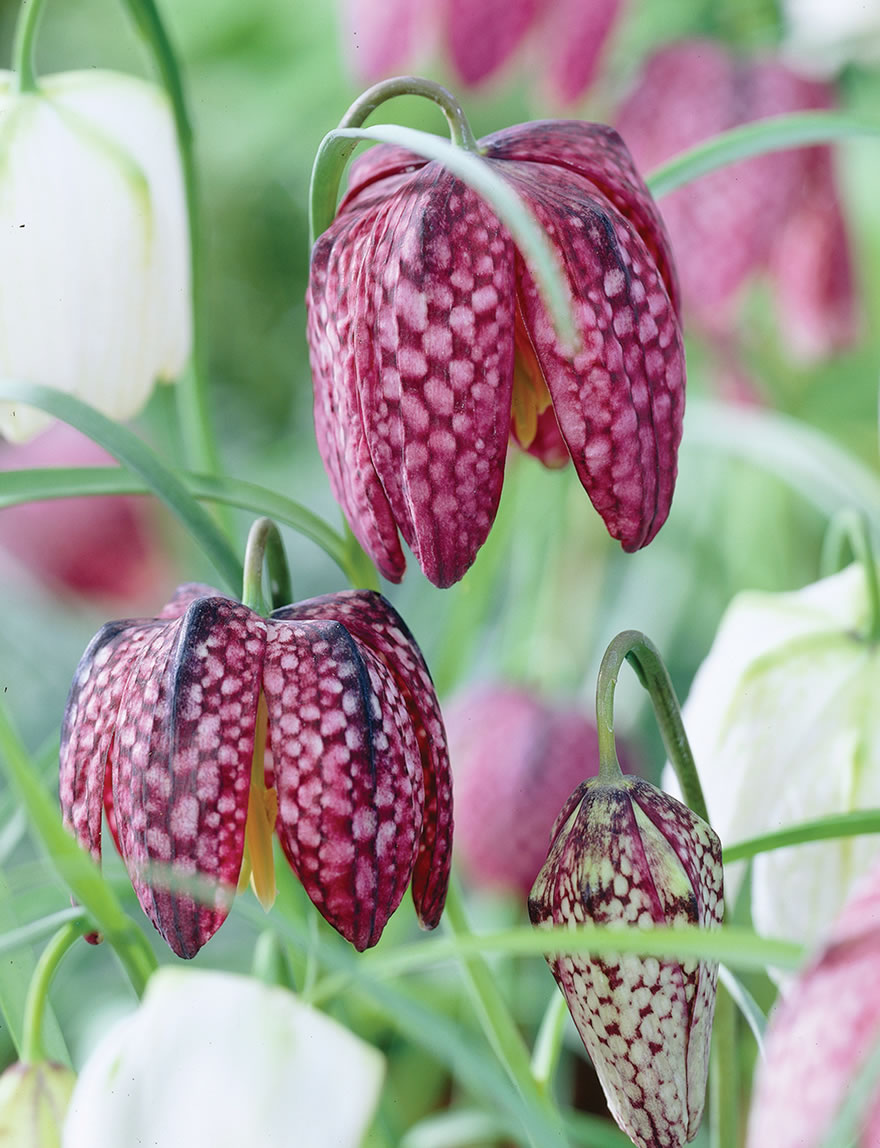 Fritillaria Фритиллария meleagris Mix