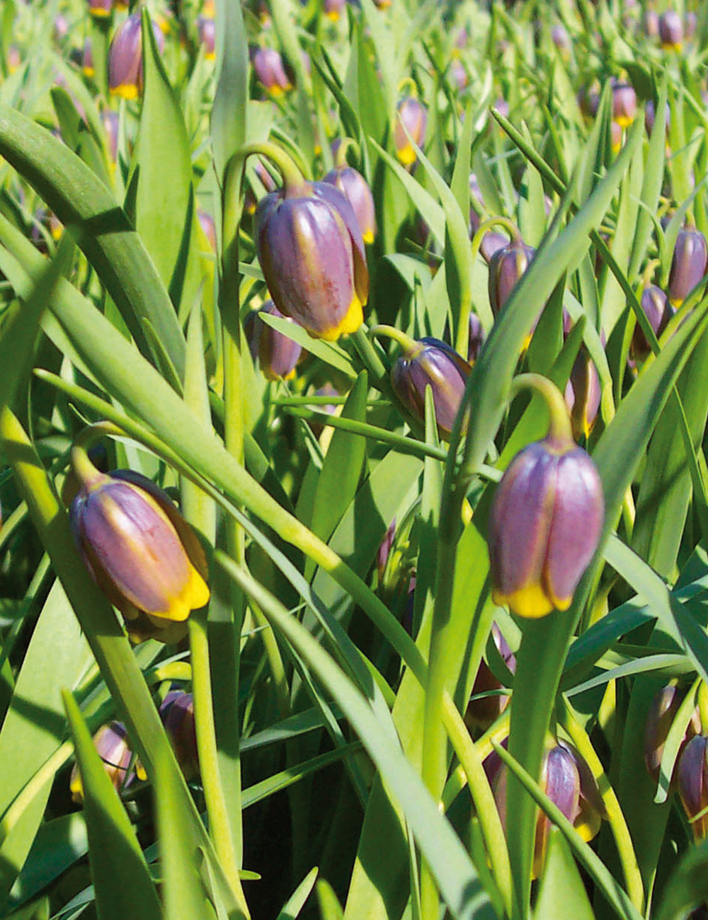 Turkish Fritillaria