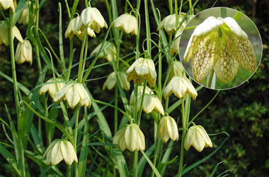 Asian Fritillaria