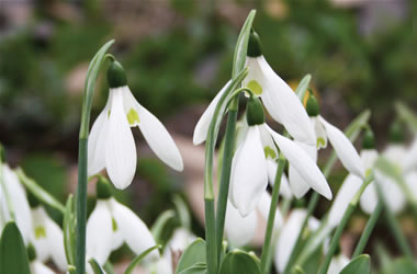 Galanthus Sylvan Vale Hybrids