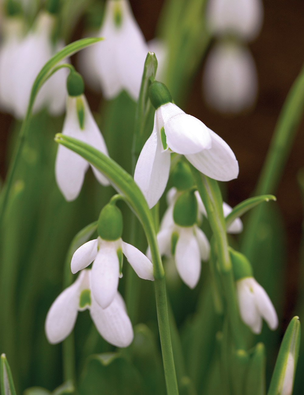 Galanthus Elwes` Snowdrop