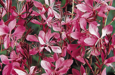 Gaura Ballerina Blush