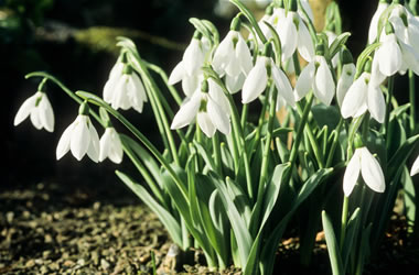 Crimean Snowdrop