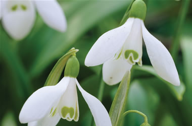 Green Snowdrop