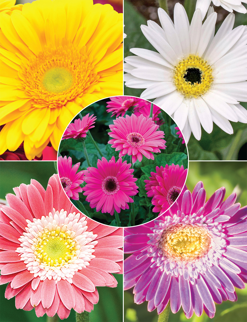 Garvinea Gerberas (reduced) Collection