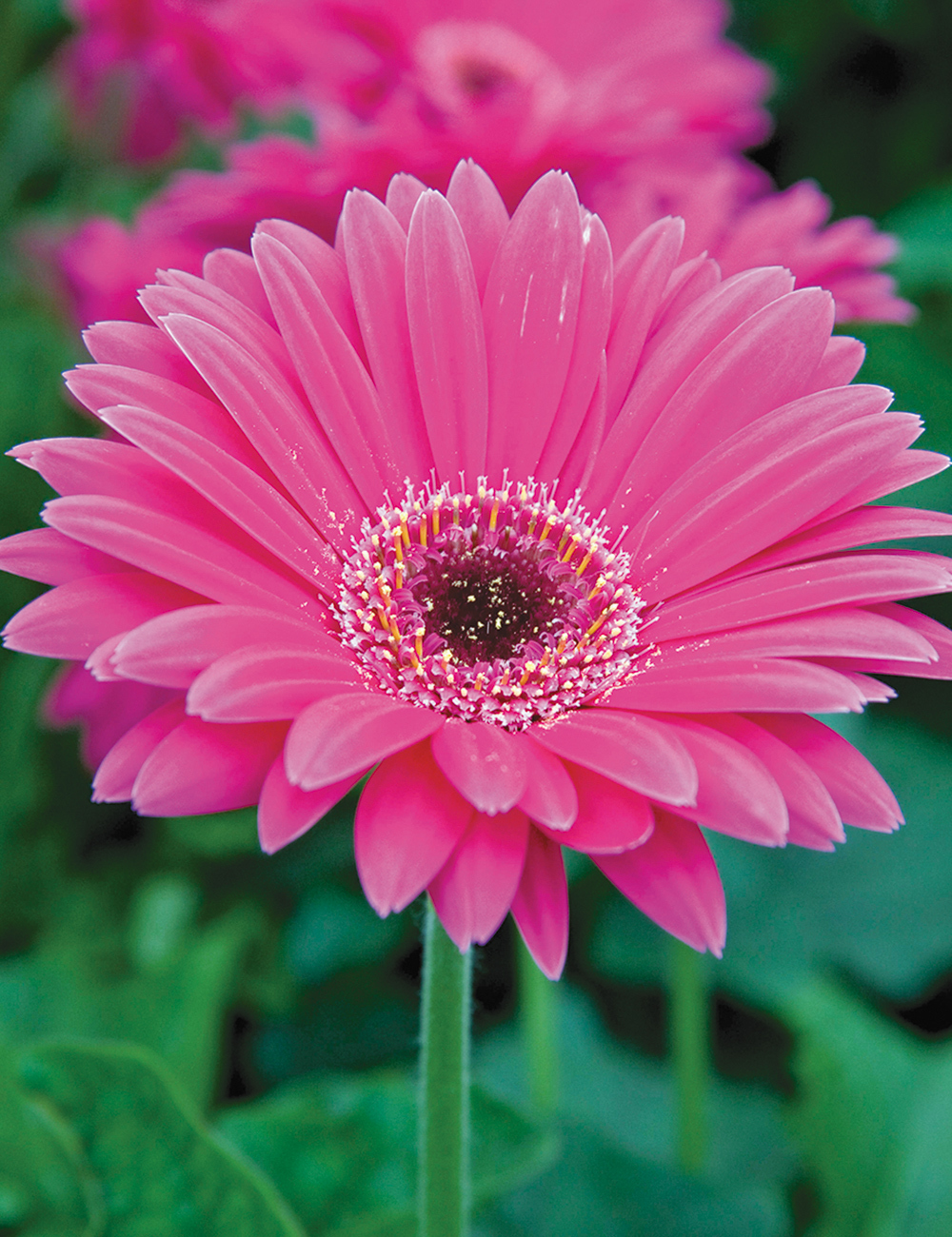 Garvinea Gerbera 'Sweet Dreams'