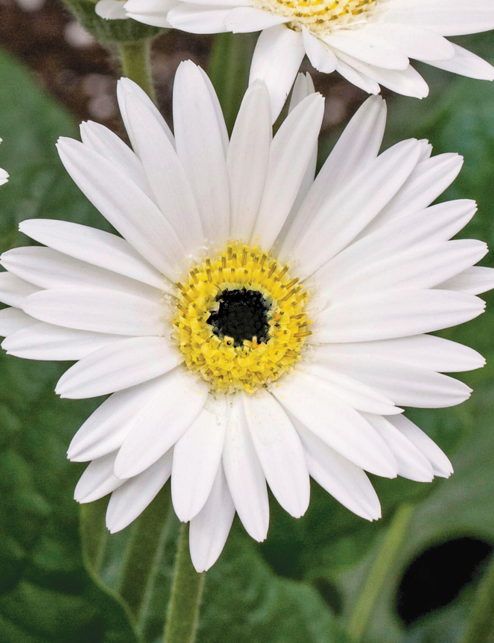 Garvinea Gerberas 'Sweet Frosting'