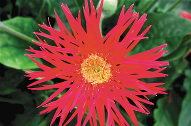 Garvinea Gerbera Spider Letizia